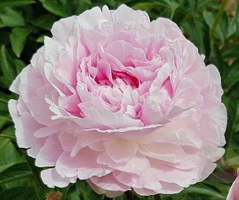 Lottie Dawson Rea 3/5 2542 фото