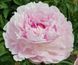 Lottie Dawson Rea 3/5 2542 фото 2
