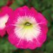 Фотофініш F1 rose morn 50 драже, каскадний, Syngenta Flowers, Нідерланди 1852 фото