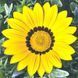 Кісс F1 жовта 100 шт,Syngenta Flowers, Нідерланди 2002 фото
