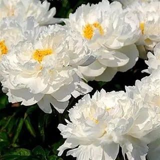 White Grace 3/5 2543 фото