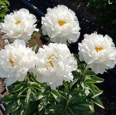 White Grace 3/5 2543 фото