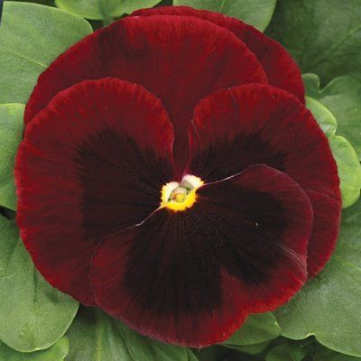 Маммут F1 біг ред 100 шт, Syngenta Flowers, Нідерланди 1557 фото