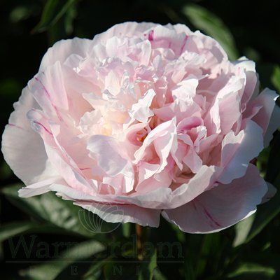 Orchid Annie, 3/5 бр 2793 фото