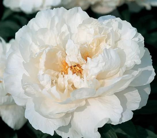 White Grace 3/5 2543 фото