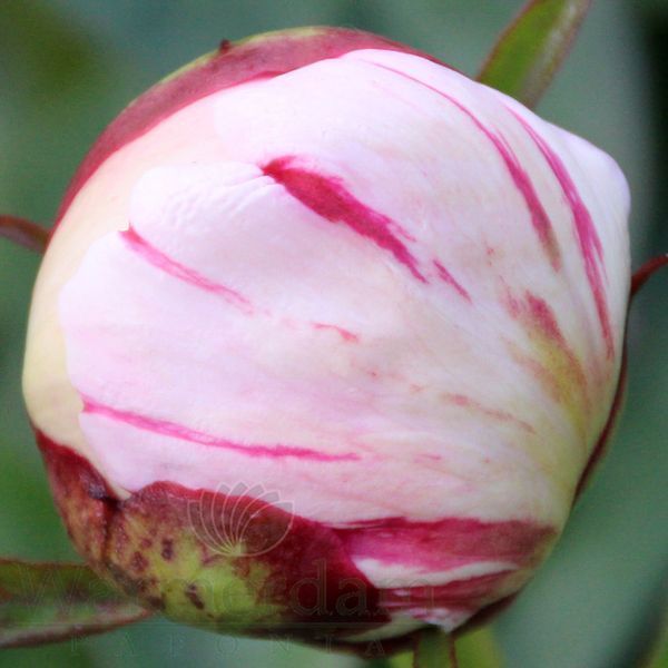 Orchid Annie, 3/5 бр 2793 фото