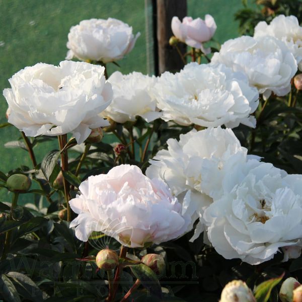 White Grace 3/5 2543 фото