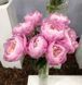Flying Pink Saucers 3/5 0370 фото 3
