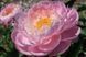 Flying Pink Saucers 3/5 0370 фото 1