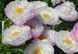 Flying Pink Saucers 3/5 0370 фото 2