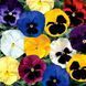 Дельта F1 mix 100 шт, Syngenta Flowers, Нідерланди 2895 фото