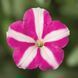 Фотофініш F1 rose star 50 драже, каскадний, Syngenta Flowers, Нідерланди 1853 фото