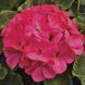 Маверік F1 rose 100 шт,Syngenta Flowers, Нідерланди 1953 фото