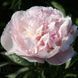 Orchid Annie, 3/5 бр 2793 фото 1