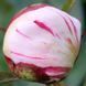 Orchid Annie, 3/5 бр 2793 фото 3