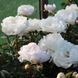 White Grace 3/5 2543 фото 4