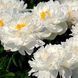 White Grace 3/5 2543 фото 2