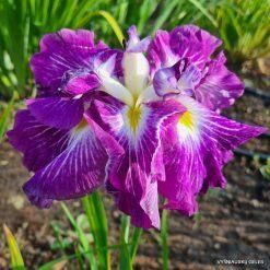 Ірис Ensata Persephone 0569 фото