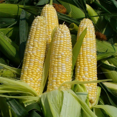 Самміт F1, 50 г, Dorsing Seeds (США) 1315 фото