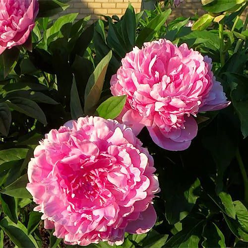 Paul Bunyan, 1/2 бр 2794 фото