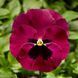 Дельта F1 rose blotch 100 шт, Syngenta Flowers, Нідерланди 2896 фото