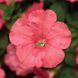 Фотофініш F1 salmon 50 драже, каскадний, Syngenta Flowers, Нідерланди 1854 фото