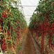Порпора F1 SK, 50 шт, Sakata, Японія 0870 фото 2