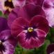 Сорбет XP F1 purple 100 шт, PanAmerican, США 1607 фото