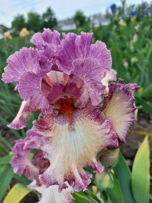 Ірис Brazen Beauty  0123 фото