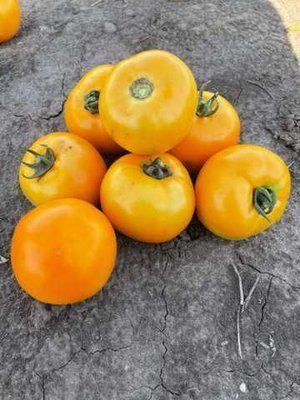 Світ Сан F1, 10 шт, Lark Seeds (США) 0773 фото