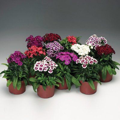 Барбаріні F1 mix 100 шт, турецька низькоросла, Syngenta Flowers, Нідерланди 2055 фото