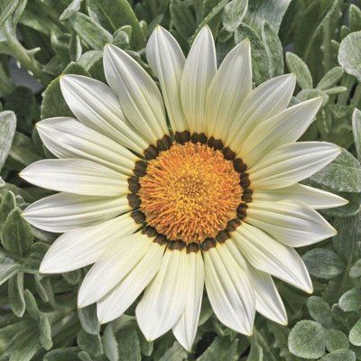 Фрості Кісс F1 біла 100 шт,Syngenta Flowers, Нідерланди 2005 фото