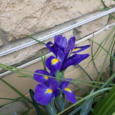 Ірис Hollandica Sapphire Beauty,8+, 3 шт 0273 фото