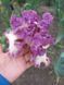 Ірис Brazen Beauty  0123 фото 2