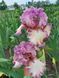 Ірис Brazen Beauty  0123 фото 3