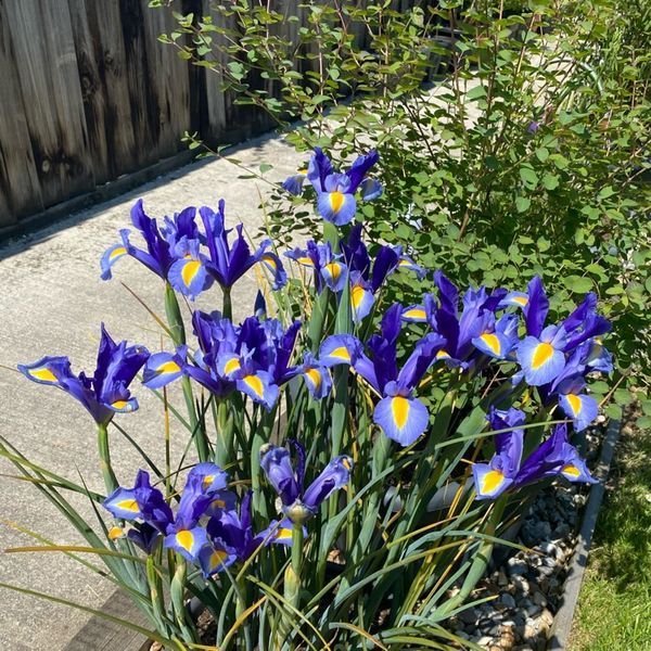 Ірис Hollandica Sapphire Beauty,8+, 3 шт 0273 фото