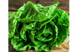 Салат Галандер, ромен, 0,3 г, Moravo seeds (Чехія) 1464 фото 1