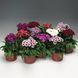 Барбаріні F1 mix 100 шт, турецька низькоросла, Syngenta Flowers, Нідерланди 2055 фото