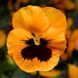 Дельта F1 orange blotch 100 шт, Syngenta Flowers, Нідерланди 2897 фото