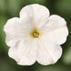 Фотофініш F1 white 50 драже, каскадний, Syngenta Flowers, Нідерланди 1855 фото
