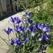 Ірис Hollandica Sapphire Beauty,8+, 3 шт 0273 фото 3