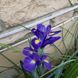 Ірис Hollandica Sapphire Beauty,8+, 3 шт 0273 фото 1