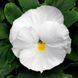 Маммут F1 вайт хот 100 шт, Syngenta Flowers, Нідерланди 1559 фото