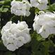 Маверік F1 white 100 шт,Syngenta Flowers, Нідерланди 1955 фото