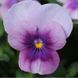 Сорбет XP F1 purple face 100 шт, PanAmerican, США 1608 фото