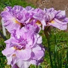 Ірис Sibirica Imperial Opal 0571 фото