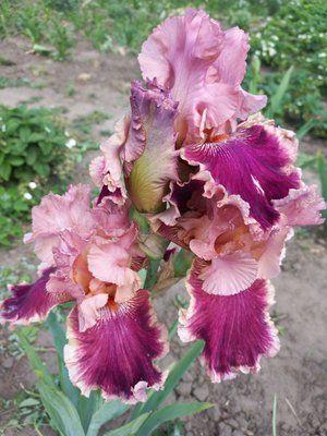 Ірис Splendida 0124 фото