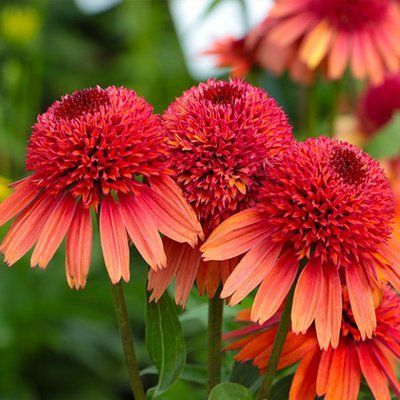 Ехінацея махрова низька Carrot Cake  2796 фото