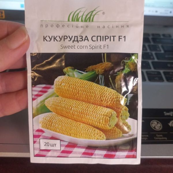 Спіріт F1, 300 шт, Syngenta (Нідерланди) 1316 фото