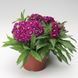 Барбаріні F1 purple 100 шт, турецька низькоросла,Syngenta Flowers, Нідерланди 2056 фото